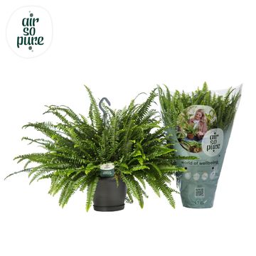 Nephrolepis exaltata 'Green Lady'