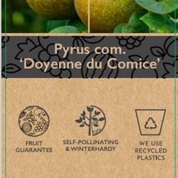 Pyrus communis 'Doyenné du Comice'