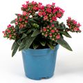 Crassula schmidtii