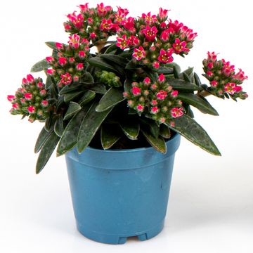 Crassula schmidtii