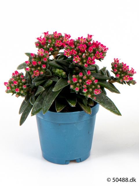 Crassula schmidtii