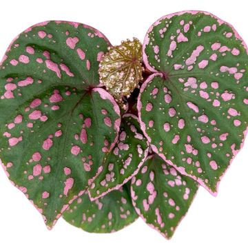Begonia sp. Muara Wahau