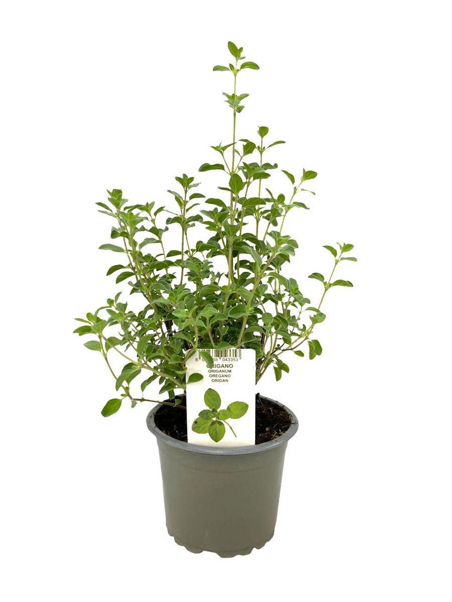 Origanum vulgare — Plant Wholesale FlorAccess