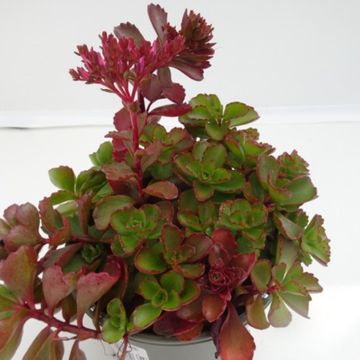 Sedum spurium 'Dragon's Blood'