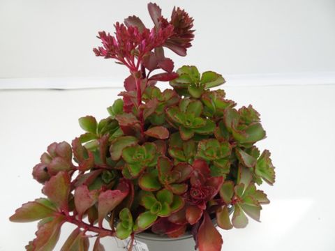 Sedum spurium 'Dragon's Blood'