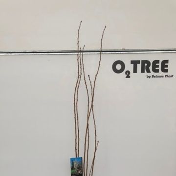 Prunus serrulata 'Amanogawa'