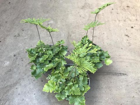 Doryopteris pilosa gemmifera