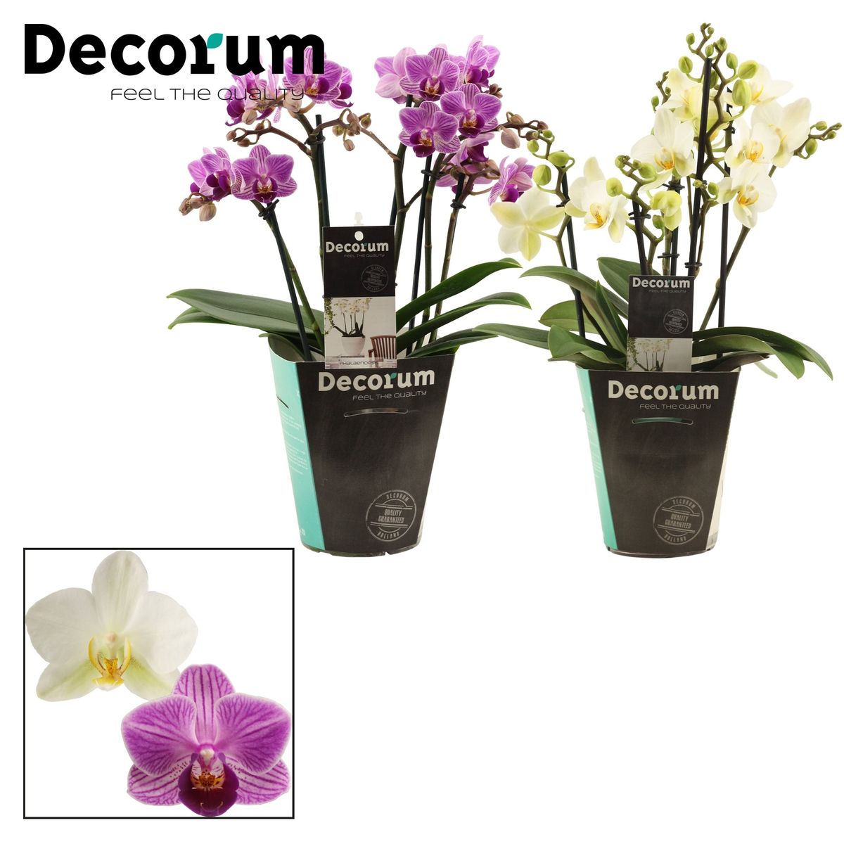 Phalaenopsis MIX — Plant Wholesale FlorAccess