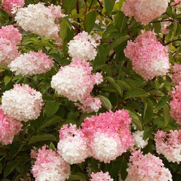 Hydrangea paniculata 'Pink Diamond'
