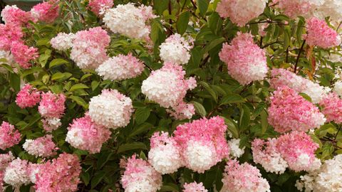 Hydrangea paniculata 'Pink Diamond'