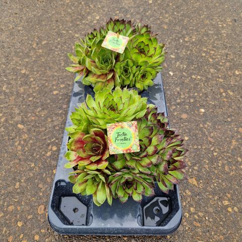 Sempervivum TOETIE FROETIES MOJITO MIX