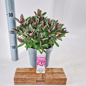 Hebe  HEBEDONNA PINK