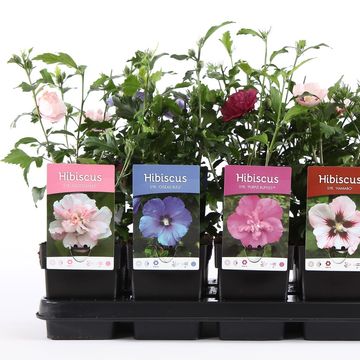 Hibiscus syriacus MIX