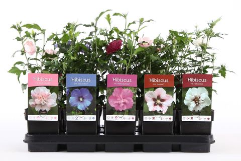 Hibiscus syriacus MIX
