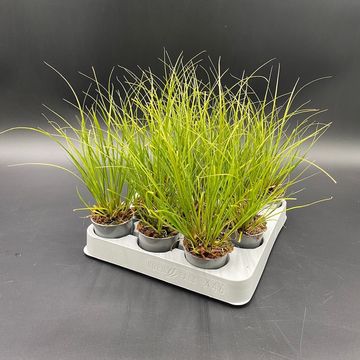 Carex 'Phoenix Green'