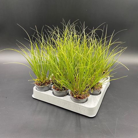 Carex 'Phoenix Green'