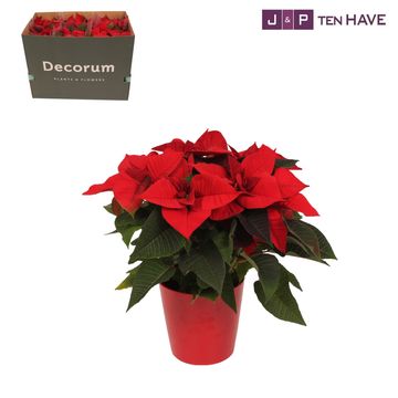 Euphorbia pulcherrima CHRISTMAS EVE