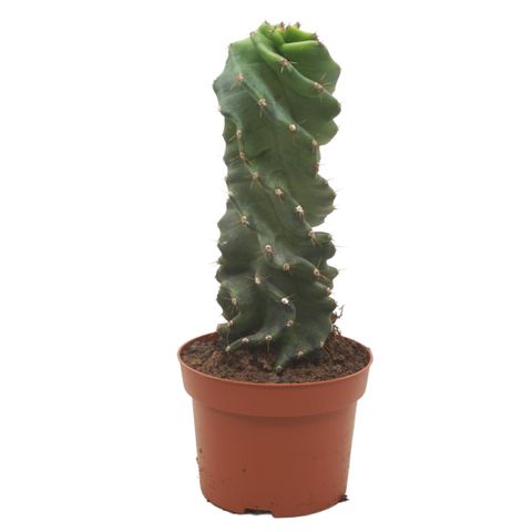 Cereus jamacaru 'Spiralis'