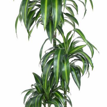 Dracaena fragrans 'Гавайан Саншайн'