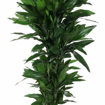 Dracaena fragrans 'Джанет Линд'