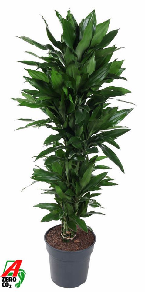 Dracaena fragrans 'Janet Lind'