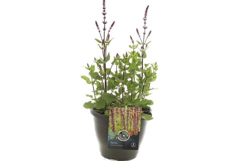 Salvia nemorosa 'Caradonna'