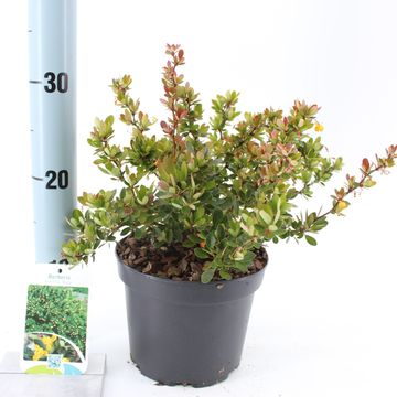 Berberis buxifolia 'Nana'