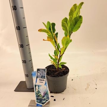 Magnolia stellata 'Waterlily'