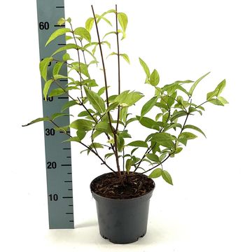 Deutzia x hybrida 'Perle Rose'