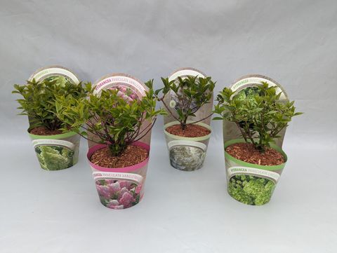 Hydrangea paniculata MIX