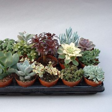 Succulente MIX