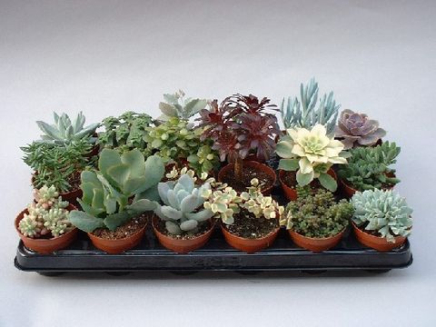 Succulenten MIX