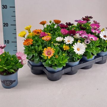 Osteospermum MIX