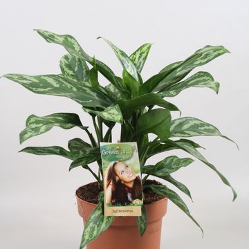 Aglaonema 'Maria'