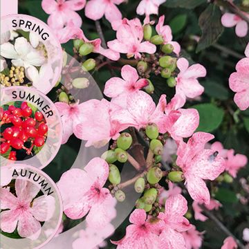 Viburnum plicatum KILIMANDJARO SUNRISE
