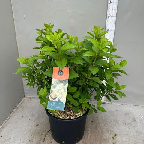 Hydrangea paniculata 'Limelight'