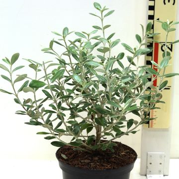 Olearia traversii