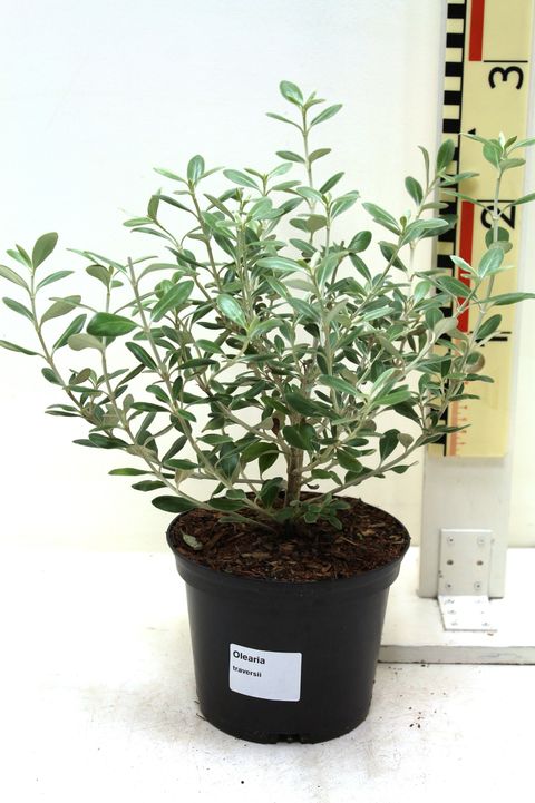 Olearia traversii