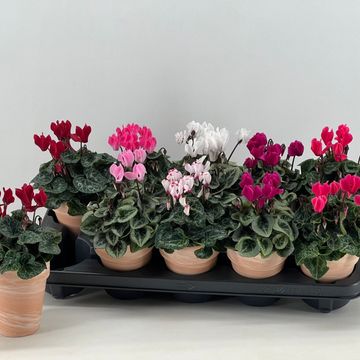 Cyclamen persicum SUPER SERIE S PICASSO MIX