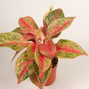 Aglaonema 'Pincut'