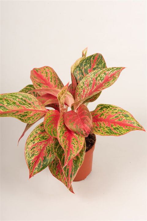 Aglaonema 'Pincut'