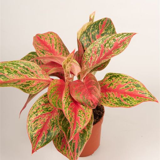 Aglaonema 'Pincut'