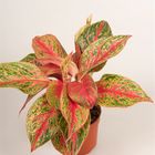 Aglaonema 'Pincut'