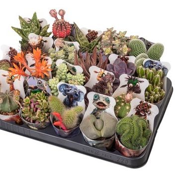 Cactus / Succulents MIX