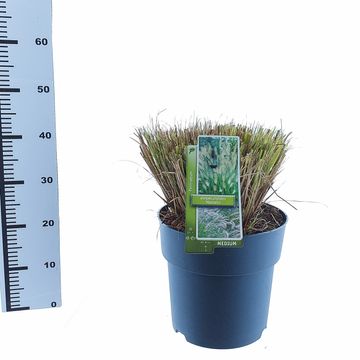 Pennisetum alopecuroides 'Hameln'