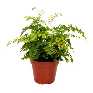 Adiantum raddianum 'Brilliantelse'