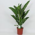 Dieffenbachia 'Crocodile'