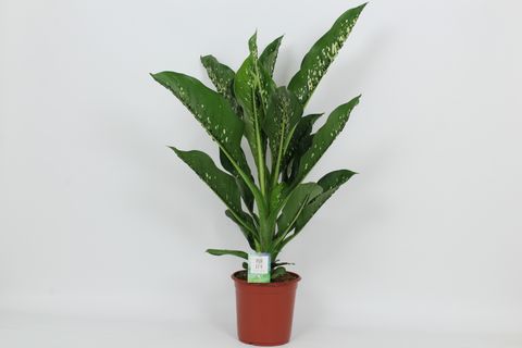 Dieffenbachia 'Crocodile'