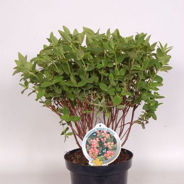 Hypericum MIRACLE BLOSSOM