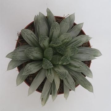 Haworthia cooperi pilifera 'Silver Swirl'